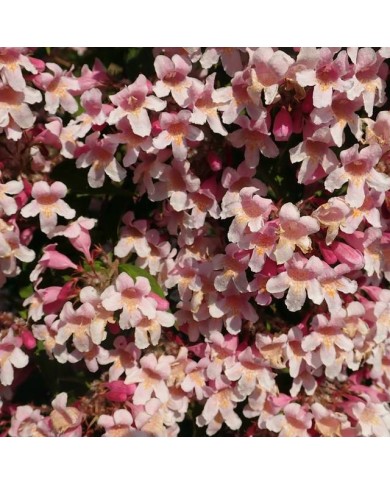 Kolkwitzia amabilis 'Pink Cloud'