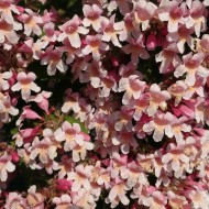 Kolkwitzia amabilis 'Pink Cloud'