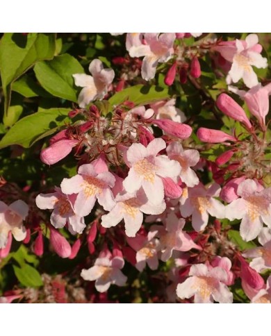 Kolkwitzia amabilis 'Pink Cloud'