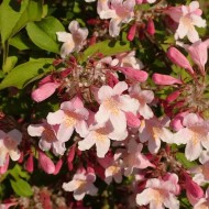 Kolkwitzia amabilis 'Pink Cloud'