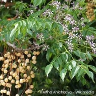 Margousier ou lilas de Perse