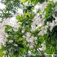 Margousier ou lilas de Perse