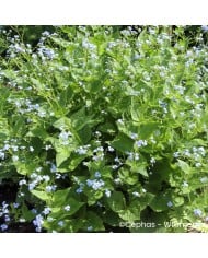 Brunnera macrophylla