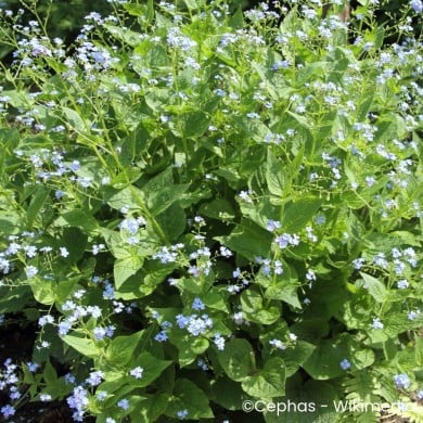 Brunnera macrophylla