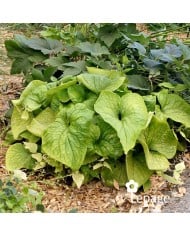 Brunnera macrophylla 'Diane's Gold'