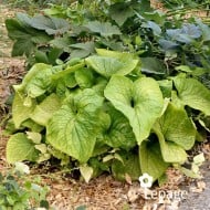 Brunnera macrophylla 'Diane's Gold'