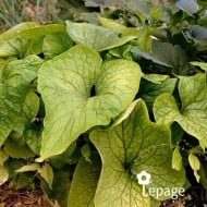 Brunnera macrophylla 'Diane's Gold'
