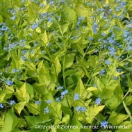 Brunnera macrophylla 'Diane's Gold'