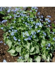 Brunnera macrophylla 'Jack Frost'