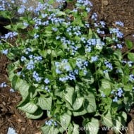 Brunnera macrophylla 'Jack Frost'
