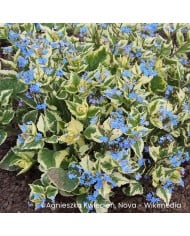 Brunnera macrophylla 'Variegata'