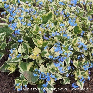 Brunnera macrophylla 'Variegata'