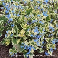 Brunnera macrophylla 'Variegata'