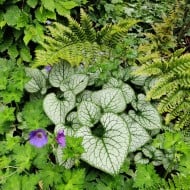 Brunnera macrophylla 'Jack Frost', avec géraniums et fougères. XG / Gerbeaud