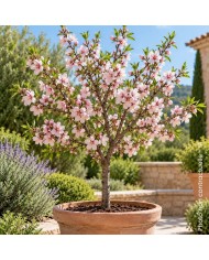 Amandier nain 'Garden Prince'