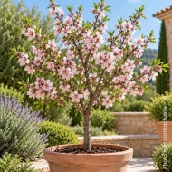 Amandier nain 'Garden Prince'
