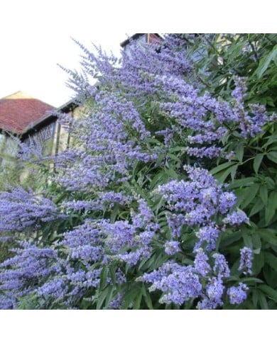 Gattilier 'Latifolia' - Vitex