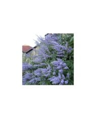 Gattilier 'Latifolia' - Vitex