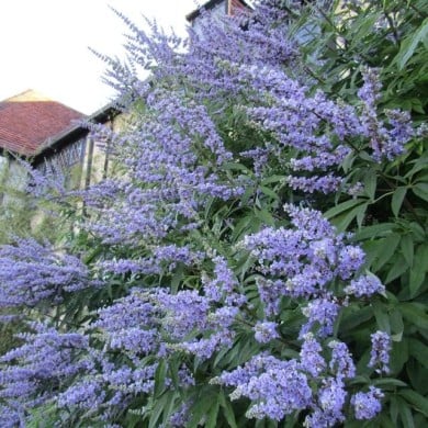Gattilier 'Latifolia' - Vitex