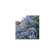 Gattilier 'Latifolia' - Vitex