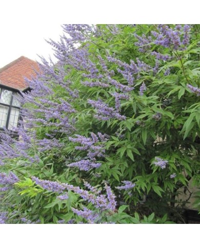 Gattilier 'Latifolia' - Vitex