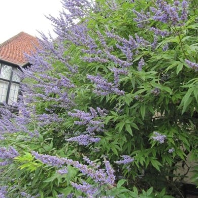 Gattilier 'Latifolia' - Vitex