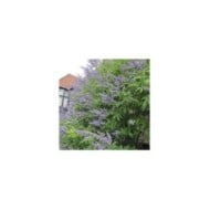 Gattilier 'Latifolia' - Vitex
