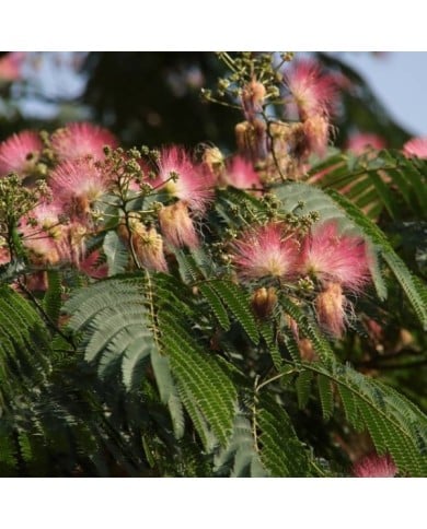 Arbre à soie OMBRELLA® 'Boubri'