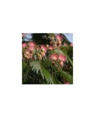 Arbre à soie OMBRELLA® 'Boubri'