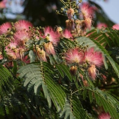 Arbre à soie OMBRELLA® 'Boubri'