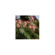 Arbre à soie OMBRELLA® 'Boubri'