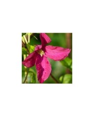 Clématite viticella Rubra