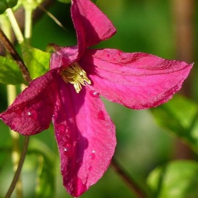 Clématite viticella Rubra
