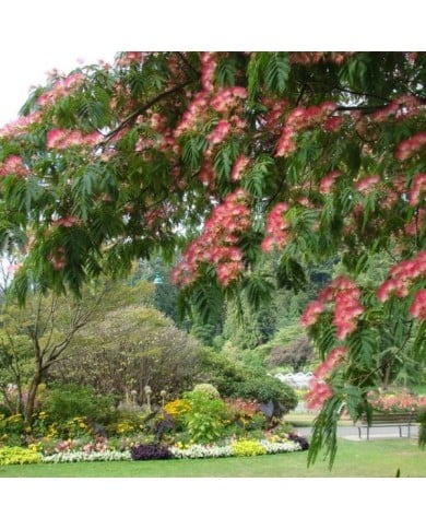 Arbre à soie OMBRELLA® 'Boubri'