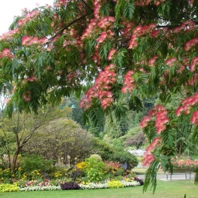Arbre à soie OMBRELLA® 'Boubri'