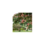 Arbre à soie OMBRELLA® 'Boubri'