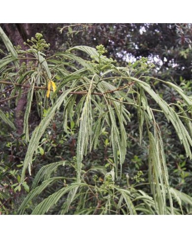 Arbre à soie OMBRELLA® 'Boubri'