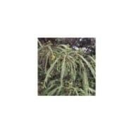 Arbre à soie OMBRELLA® 'Boubri'