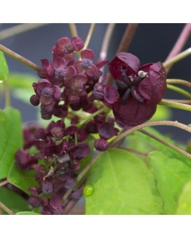 Akébie pentaphylla