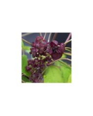Akébie pentaphylla