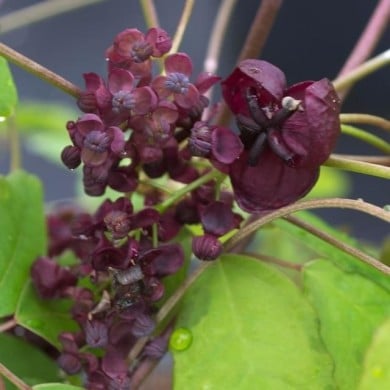 Akébie pentaphylla