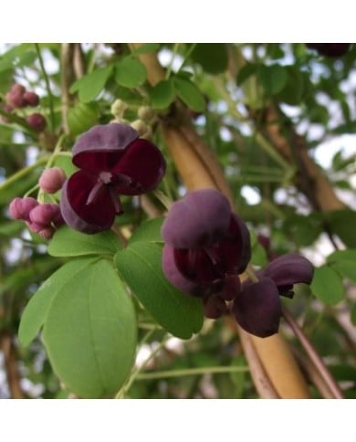 Akébie pentaphylla