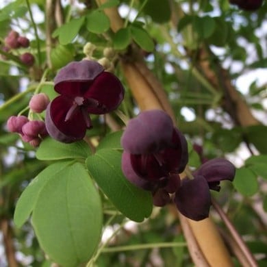 Akébie pentaphylla