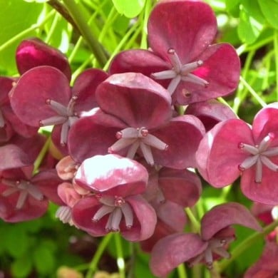 Akébie quinata