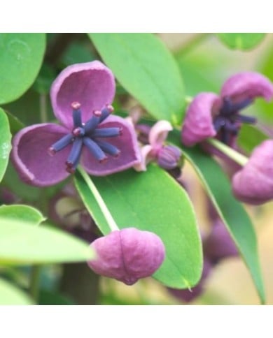Akebie quinata Rosea