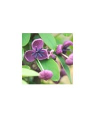Akebie quinata Rosea