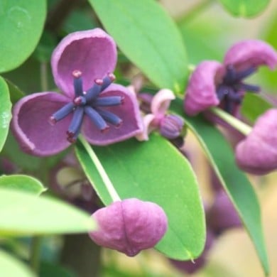 Akebie quinata Rosea