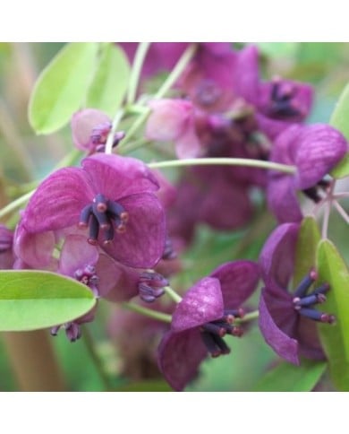 Akebie quinata Rosea
