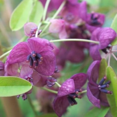 Akebie quinata Rosea