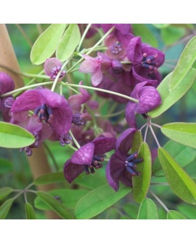 Akebie quinata Rosea